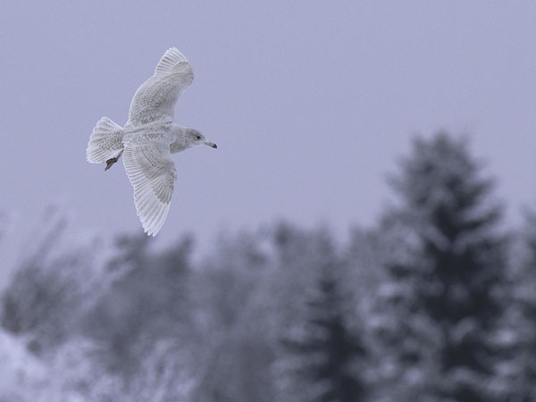 Isolokki, Glaucous Gull, Larus hyperboreus