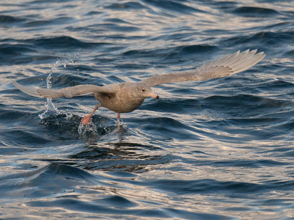 Isolokki, Glaucous Gull, Larus hyperboreus