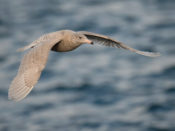 Isolokki, Glaucous Gull, Larus hyperboreus