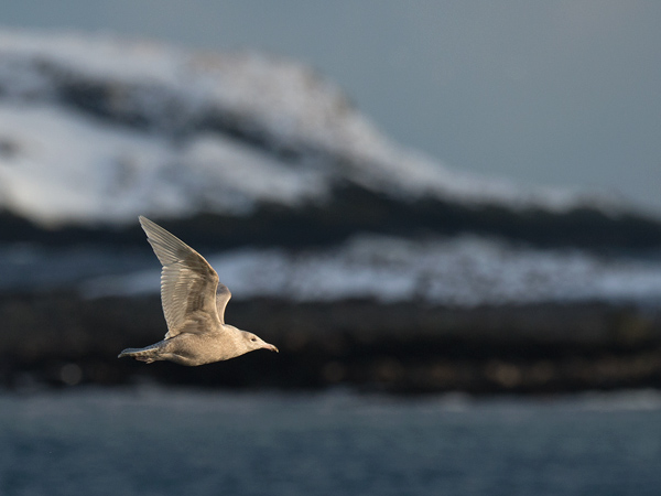 Isolokki, Glaucous Gull, Larus hyperboreus