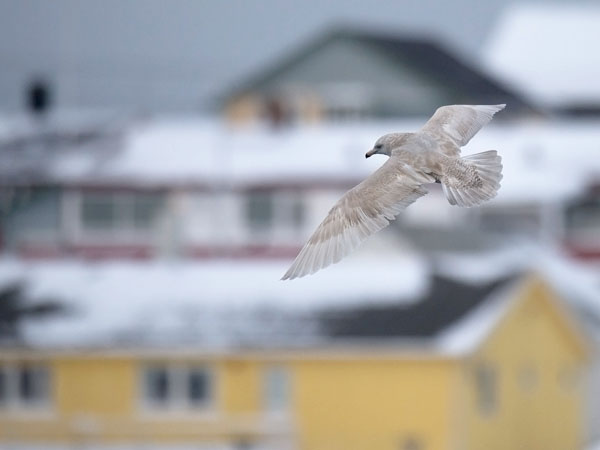 Isolokki, Glaucous Gull, Larus hyperboreus