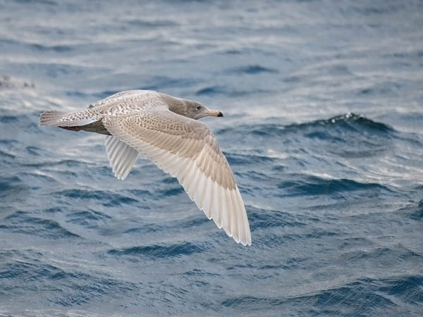 Isolokki, Glaucous Gull, Larus hyperboreus
