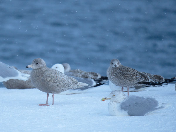 Isolokki, Glaucous Gull, Larus hyperboreus
