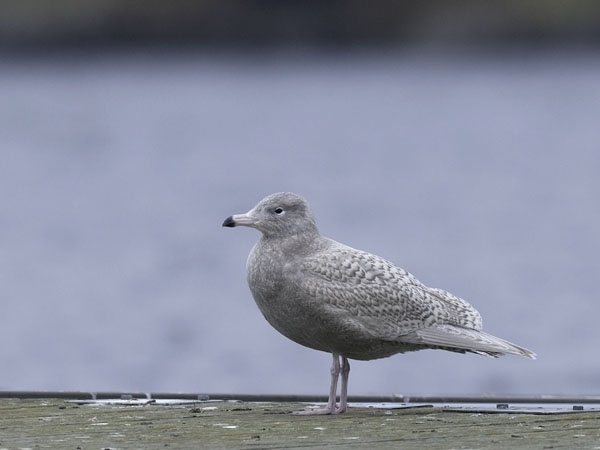 Isolokki, Glaucous Gull, Larus hyperboreus