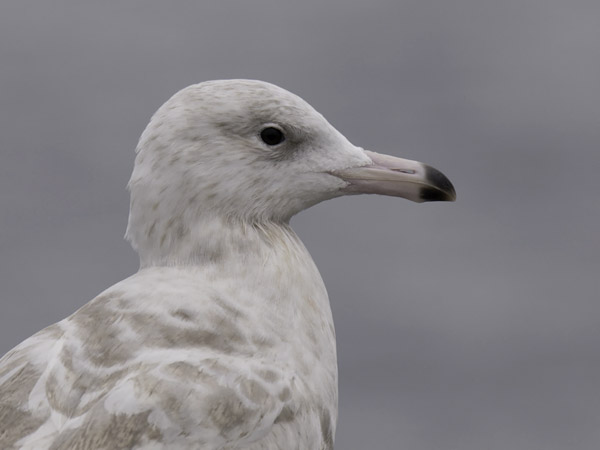 Isolokki, Glaucous Gull, Larus hyperboreus