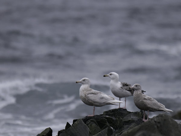 Isolokki, Glaucous Gull, Larus hyperboreus