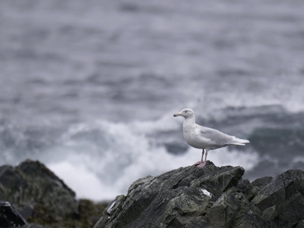 Isolokki, Glaucous Gull, Larus hyperboreus
