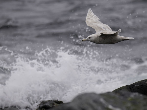 Isolokki, Glaucous Gull, Larus hyperboreus