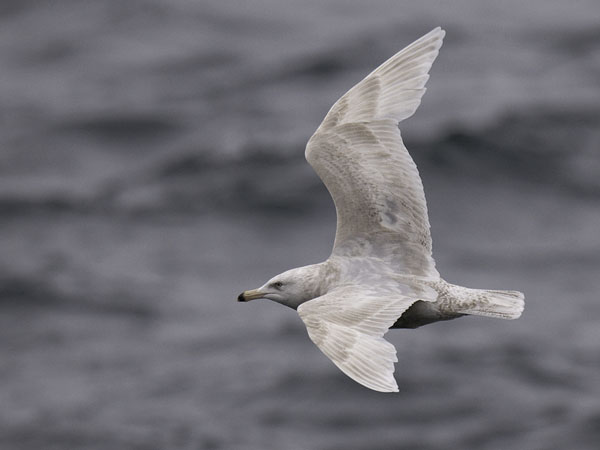 Isolokki, Glaucous Gull, Larus hyperboreus