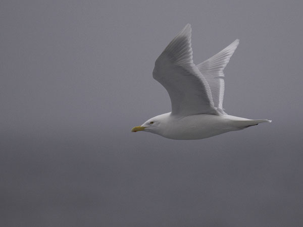 Isolokki, Glaucous Gull, Larus hyperboreus