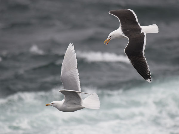 Isolokki, Glaucous Gull, Larus hyperboreus