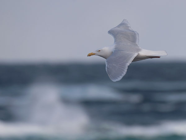 Isolokki, Glaucous Gull, Larus hyperboreus