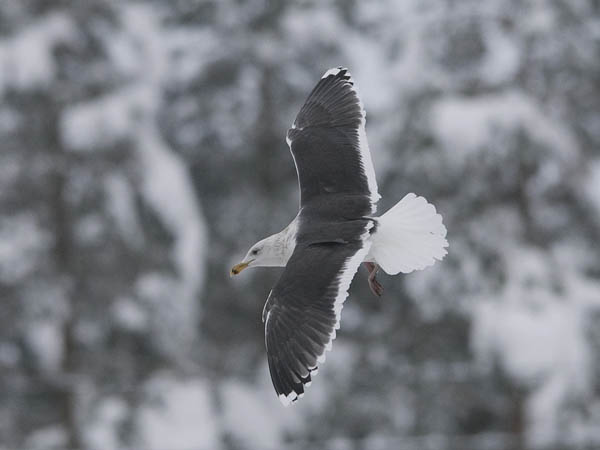 Merilokki, Great Black-backed Gull, Larus marinus