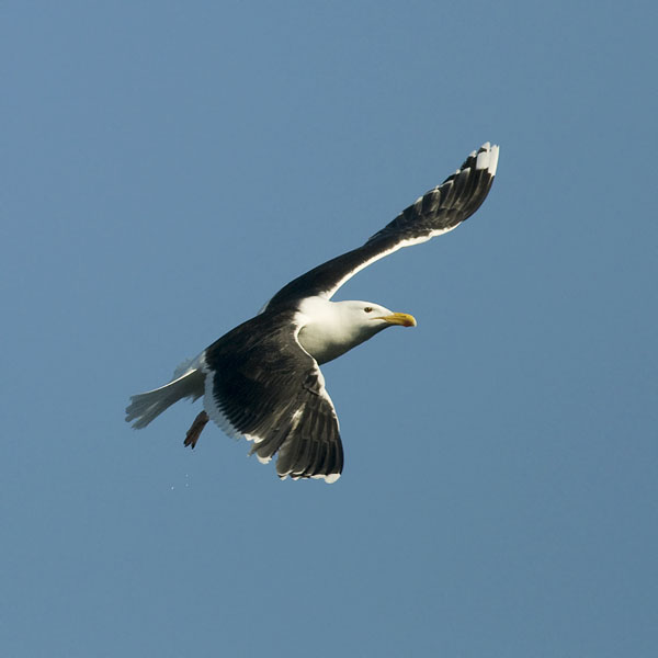 Merilokki, Great Black-backed Gull, Larus marinus