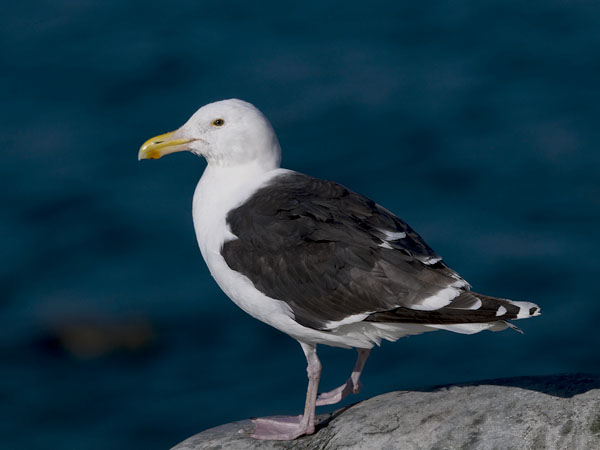Merilokki, Great Black-backed Gull, Larus marinus