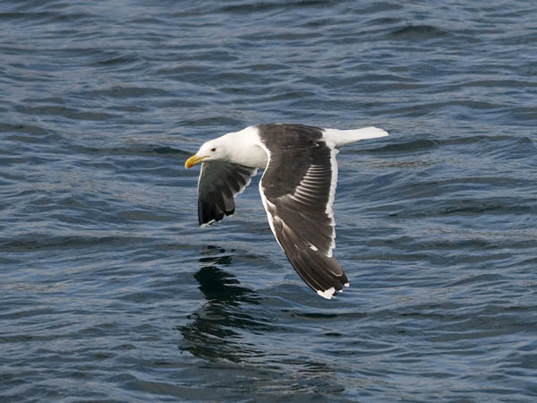 Merilokki, Great Black-backed Gull, Larus marinus