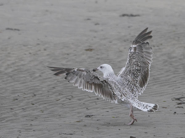 Merilokki, Great Black-backed Gull, Larus marinus