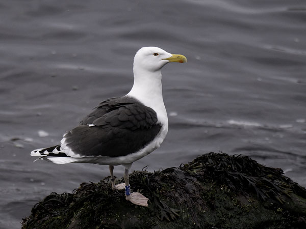 Merilokki, Great Black-backed Gull, Larus marinus