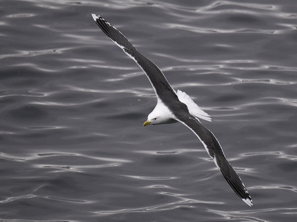 Merilokki, Great Black-backed Gull, Larus marinus