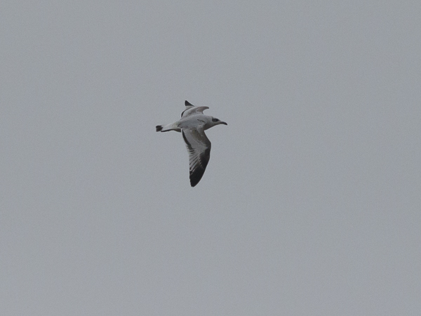Mustanmerenlokki, Mediterranean Gull, Larus melanocephalus