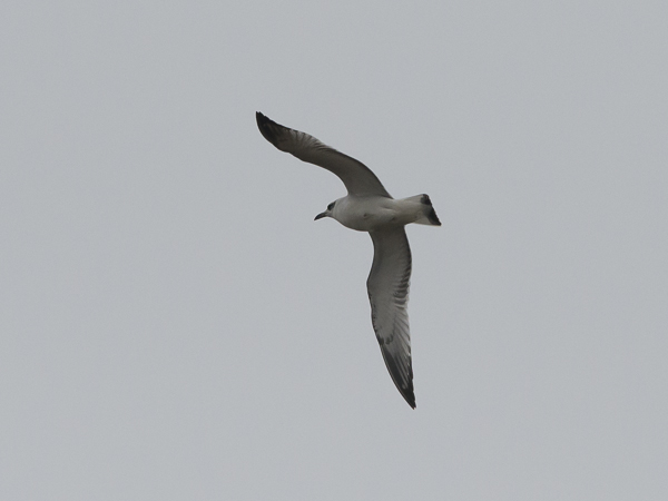 Mustanmerenlokki, Mediterranean Gull, Larus melanocephalus