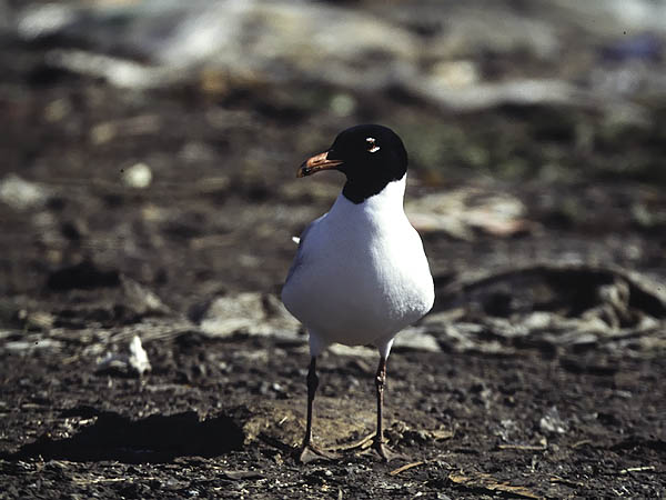 Mustanmerenlokki, Mediterranean Gull, Larus melanocephalus