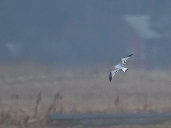 Mustanmerenlokki, Mediterranean Gull, Larus melanocephalus