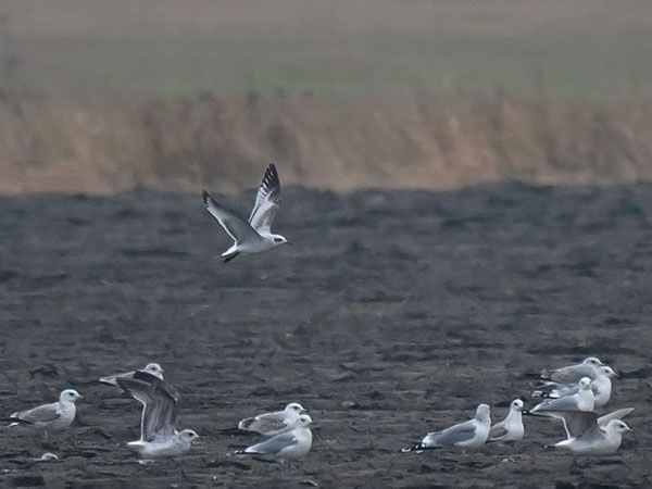 Mustanmerenlokki, Mediterranean Gull, Larus melanocephalus