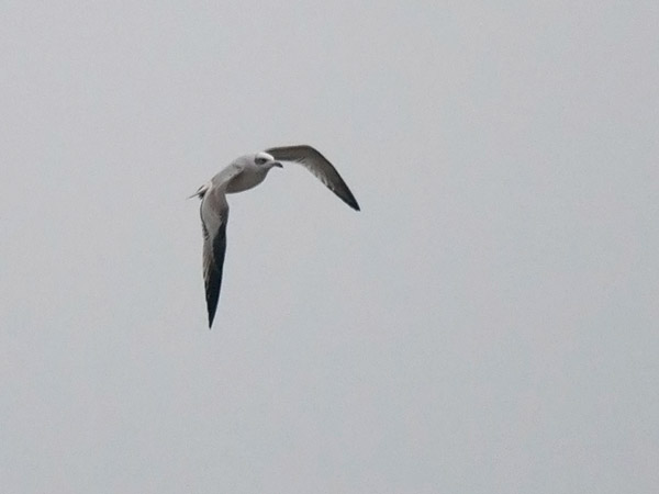 Mustanmerenlokki, Mediterranean Gull, Larus melanocephalus