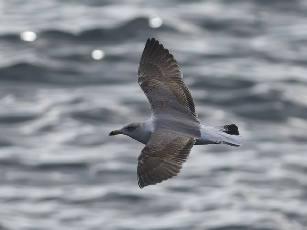 Etelänharmaalokki, Yellow-legged Gull, Larus michahellis