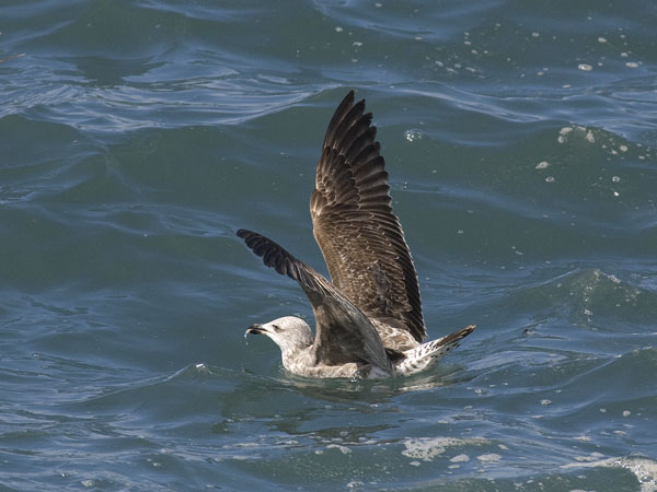 Etelänharmaalokki, Yellow-legged Gull, Larus michahellis