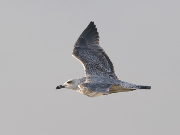 Etelänharmaalokki, Yellow-legged Gull, Larus michahellis