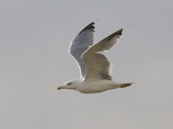 Etelänharmaalokki, Yellow-legged Gull, Larus michahellis