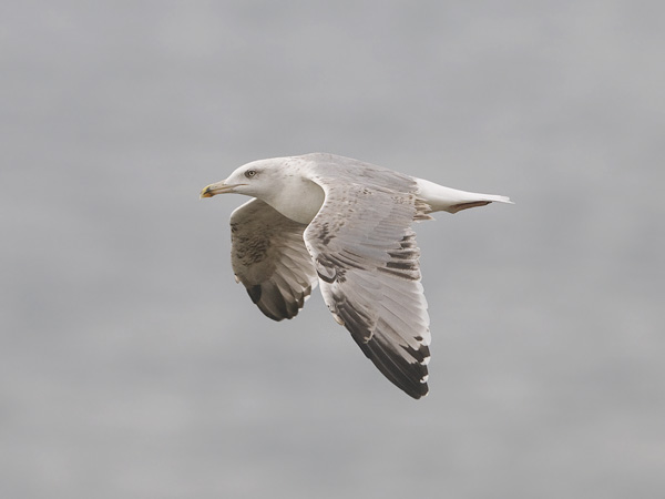 Etelänharmaalokki, Yellow-legged Gull, Larus michahellis
