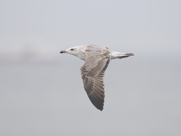 Etelänharmaalokki, Yellow-legged Gull, Larus michahellis