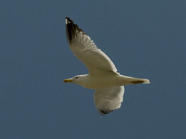 Etelänharmaalokki, Yellow-legged Gull, Larus michahellis