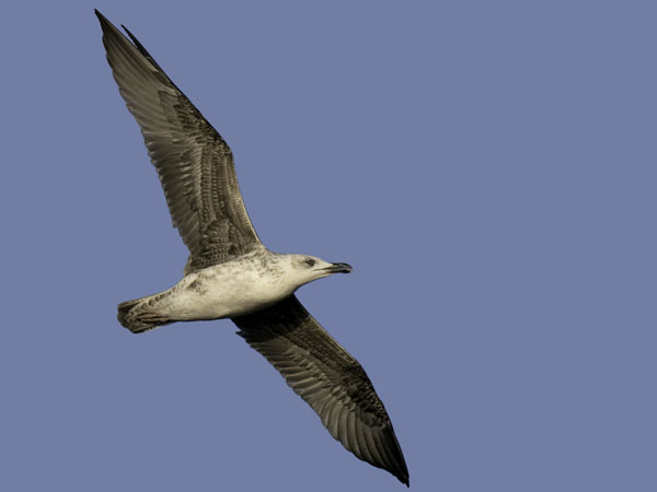 Etelänharmaalokki, Yellow-legged Gull, Larus michahellis
