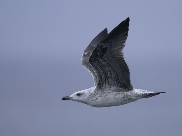 Etelänharmaalokki, Yellow-legged Gull, Larus michahellis