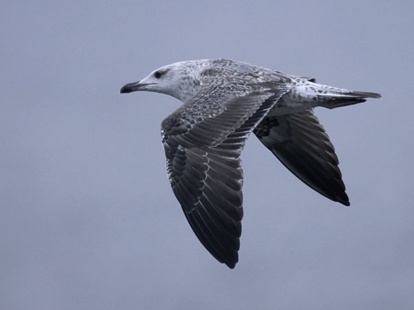Etelänharmaalokki, Yellow-legged Gull, Larus michahellis