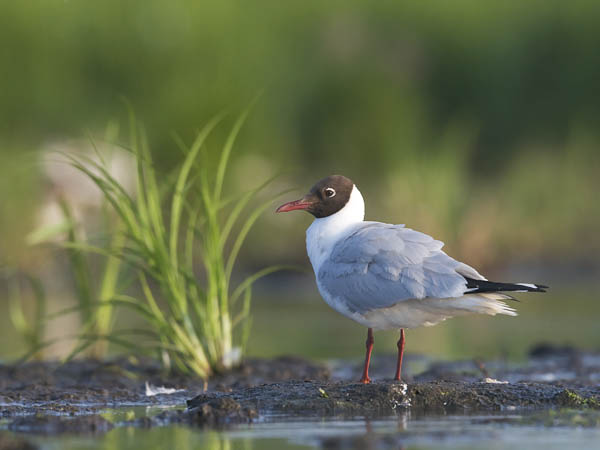 Naurulokki, Black-headed Gull, Larus ridibundus