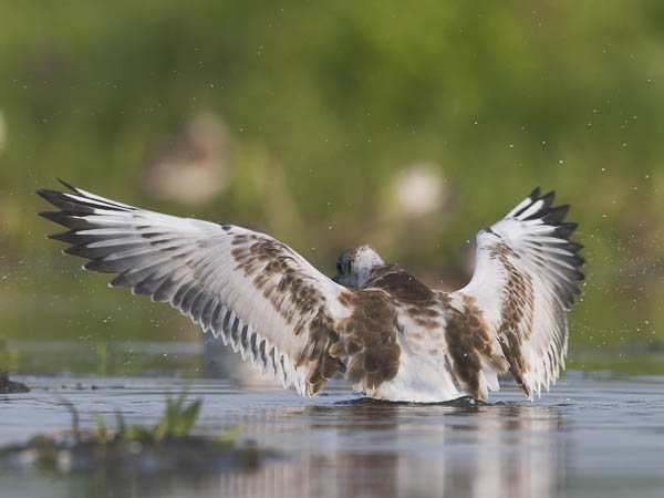 Naurulokki, Black-headed Gull, Larus ridibundus