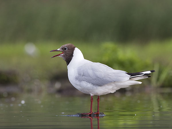Naurulokki, Black-headed Gull, Larus ridibundus