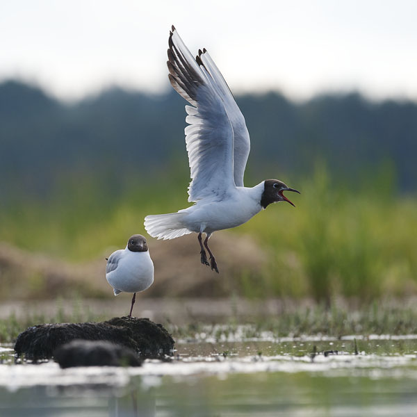 Naurulokki, Black-headed Gull, Larus ridibundus