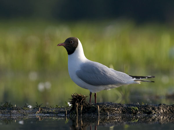 Naurulokki, Black-headed Gull, Larus ridibundus