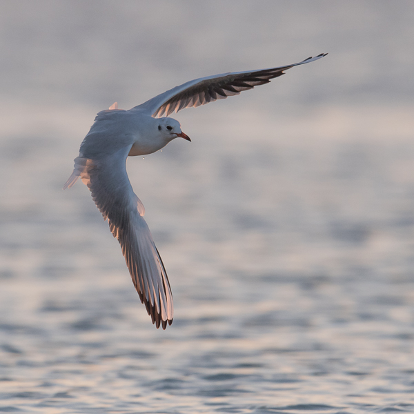 Naurulokki, Black-headed Gull, Larus ridibundus