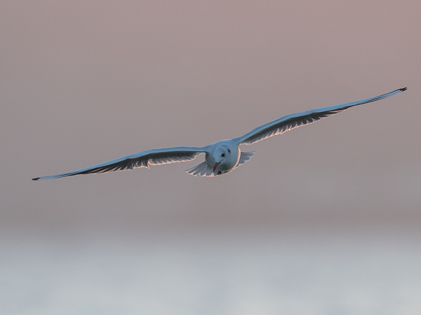 Naurulokki, Black-headed Gull, Larus ridibundus