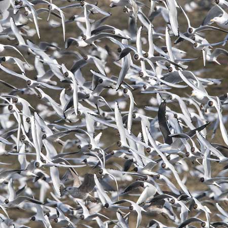 Naurulokki, Black-headed Gull, Larus ridibundus