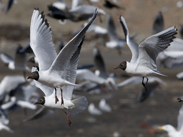 Naurulokki, Black-headed Gull, Larus ridibundus