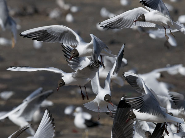 Naurulokki, Black-headed Gull, Larus ridibundus