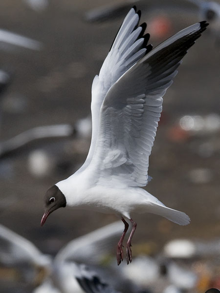 Naurulokki, Black-headed Gull, Larus ridibundus